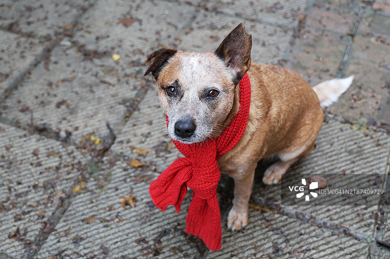 戴着红绿毛线围巾的狗图片素材