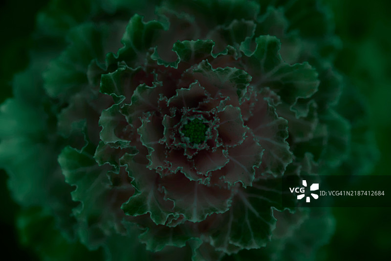 绿色花朵的特写镜头图片素材