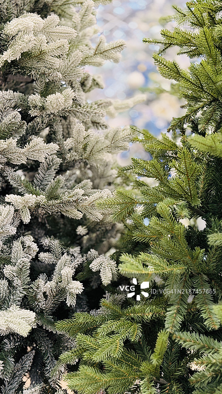 白色和绿色云杉（Picea Glauca）树枝特写图片素材
