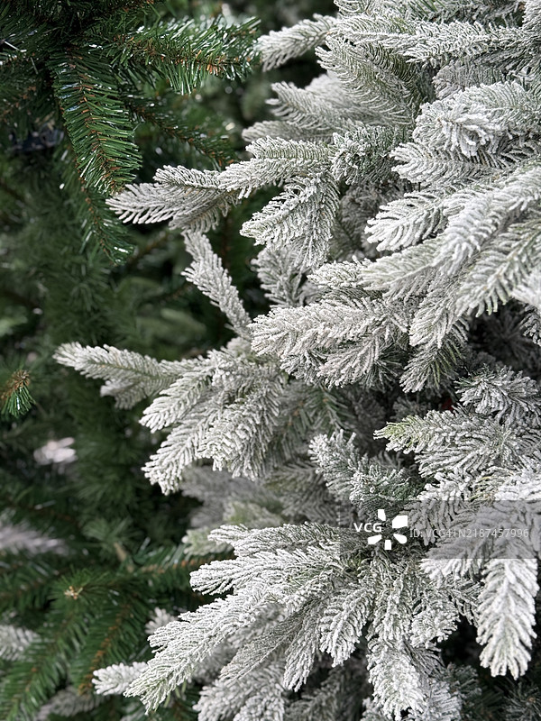 白色和绿色云杉（Picea Glauca）树枝特写图片素材