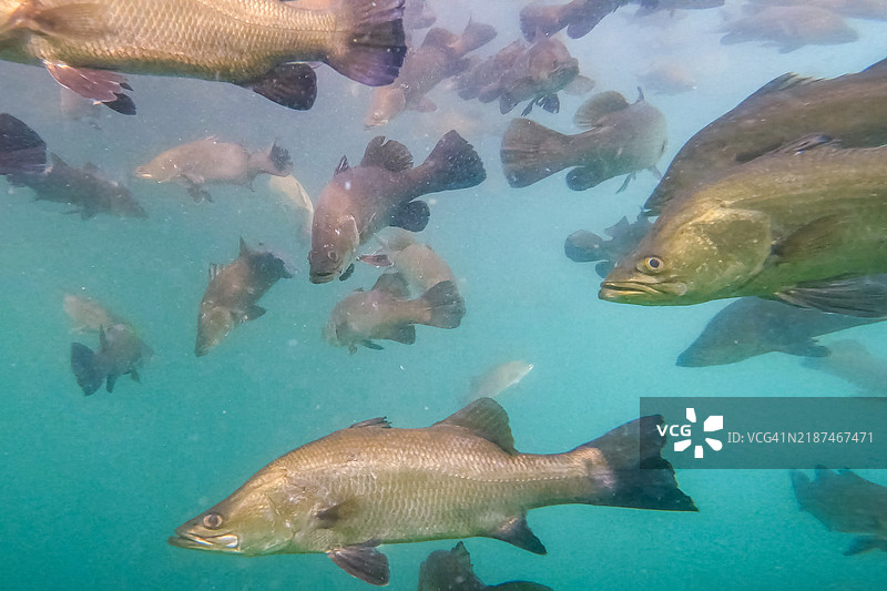 一群巴拉曼迪鱼在水下游泳图片素材