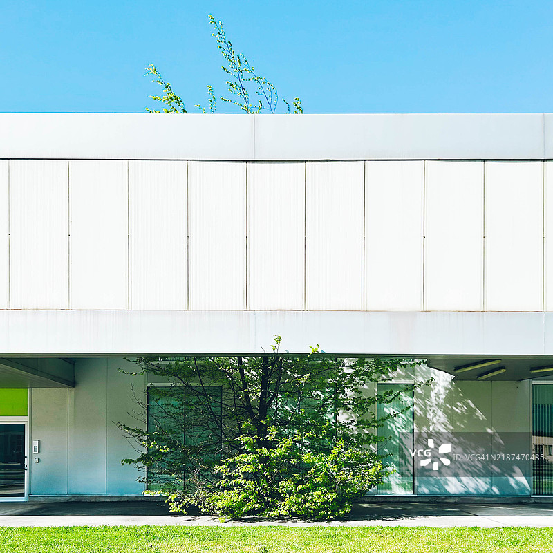 现代建筑外立面与一棵树图片素材