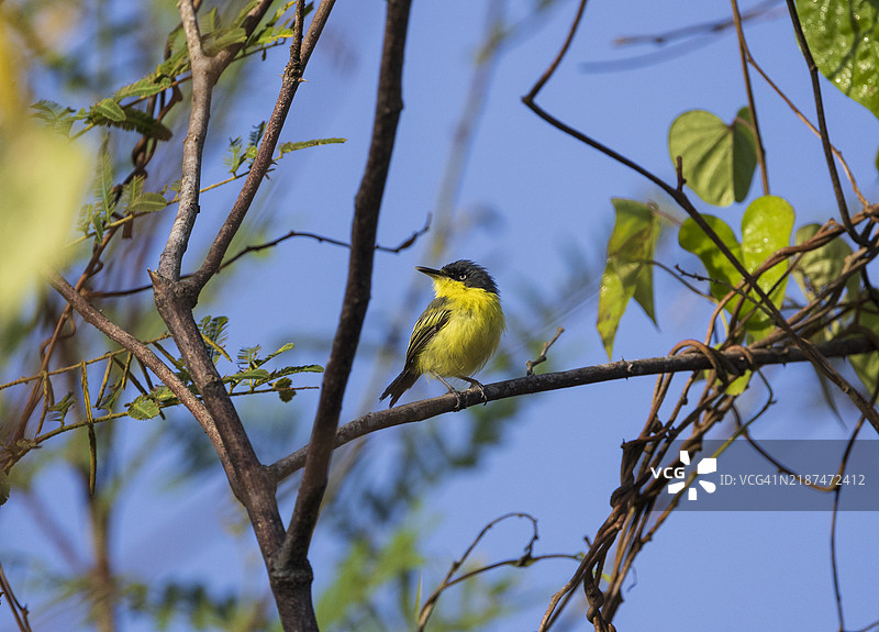 普通托迪捕鸟者。图片素材