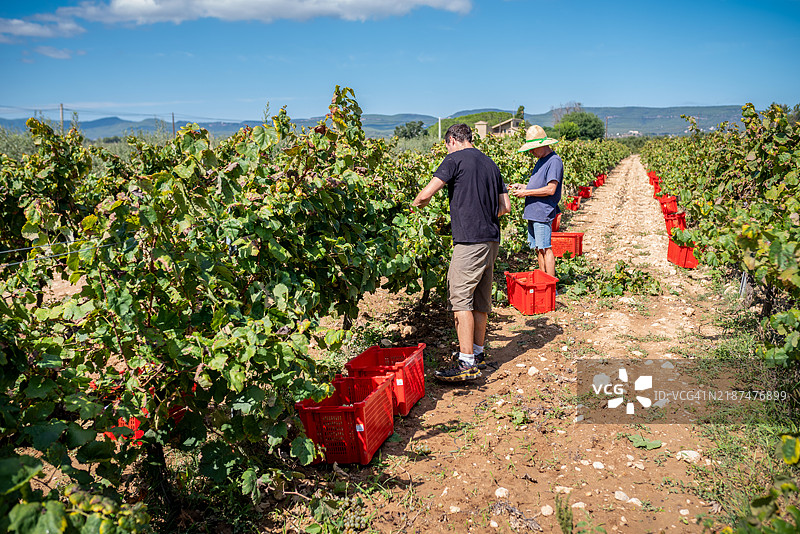 农民在阳光明媚的葡萄园里收获葡萄图片素材