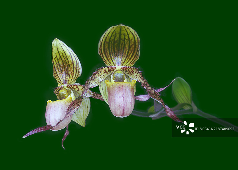 女士拖鞋兰花，帕菲欧佩迪姆·钱伯兰尼安姆兰花。图片素材