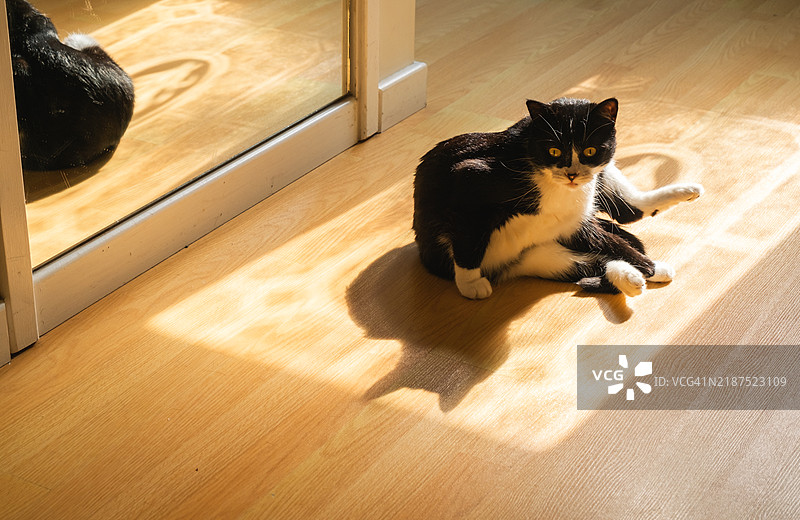 黑白猫在阳光下放松图片素材