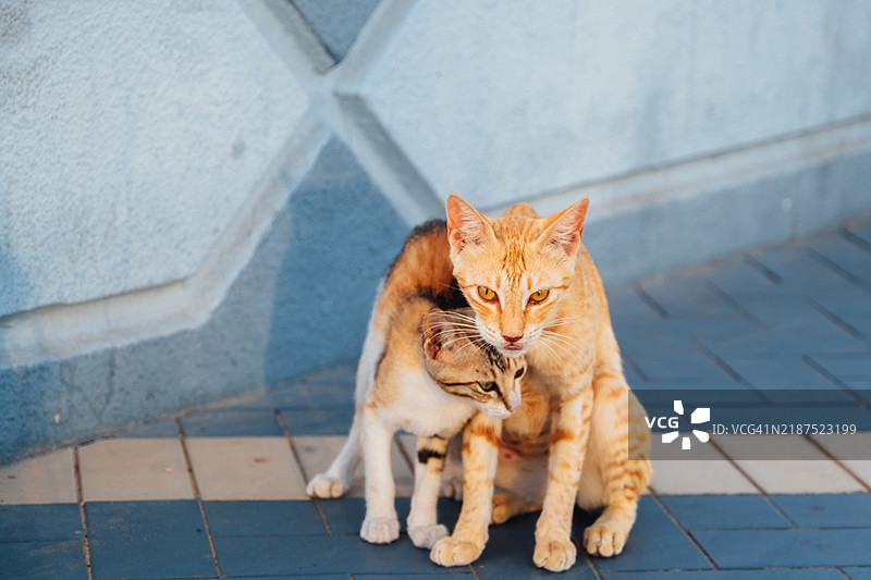 母猫和小猫一起散步图片素材