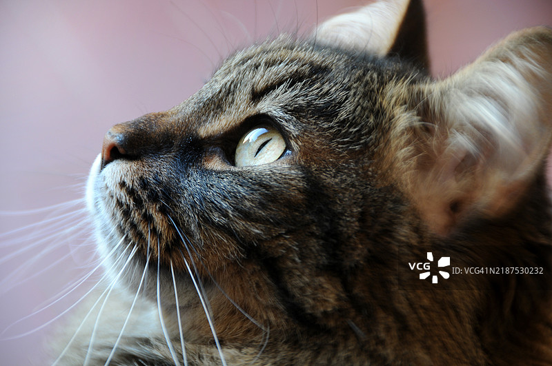 美丽的猫特写图片素材