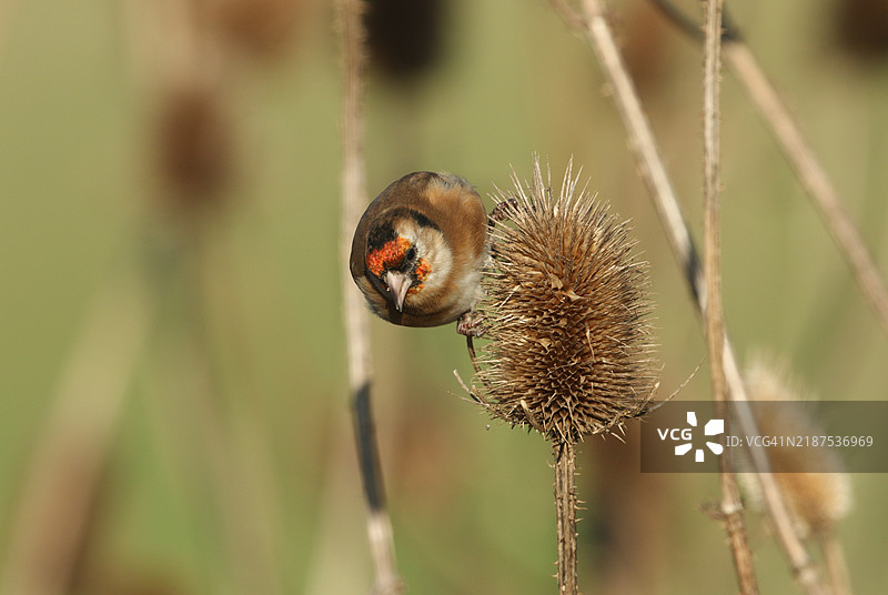 一只金翅雀（Carduelis carduelis）在野外啄食野生刺芹植物的种子。图片素材