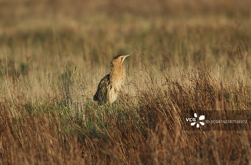 一只稀有的猎鸟（Botaurus stellaris）正站在芦苇荡的边缘。当一只猎食的 marsh harrier 飞过时，它在脖子周围翘起羽毛。图片素材