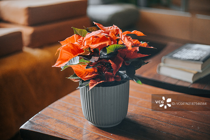 盛开的一品红装饰家居图片素材