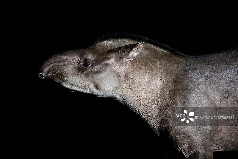 低地貘。图片素材