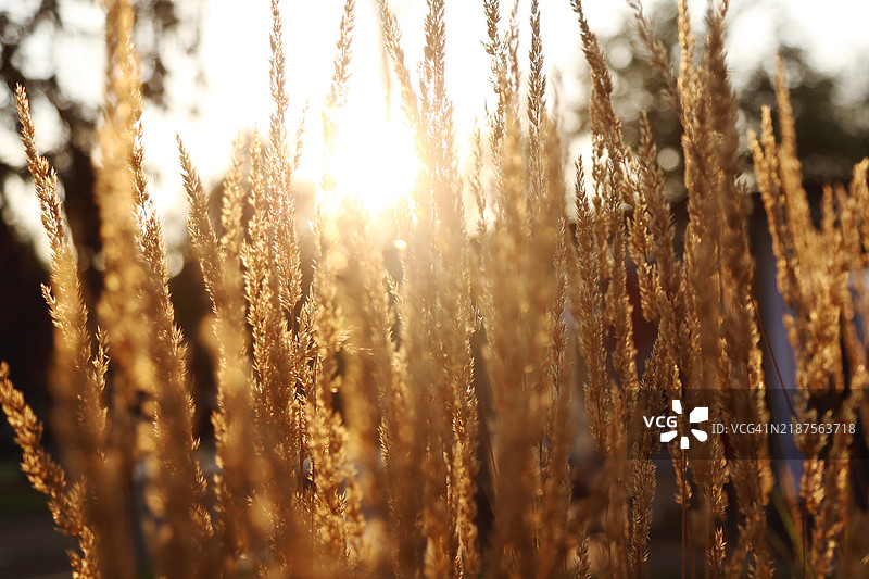 全景金色小麦植物在日落时刻图片素材