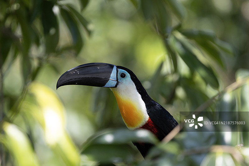 喙宽的巨嘴鸟。图片素材