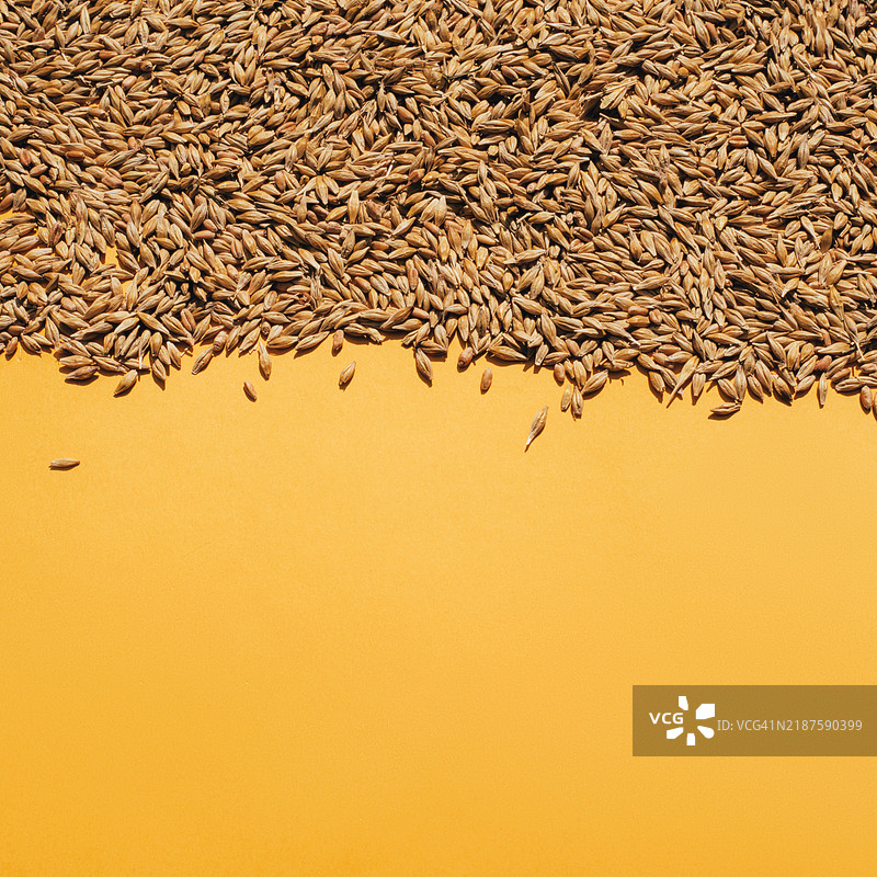 黄色背景上的谷物。玉米。小麦。危机。饥荒和全球危机的威胁。图片素材