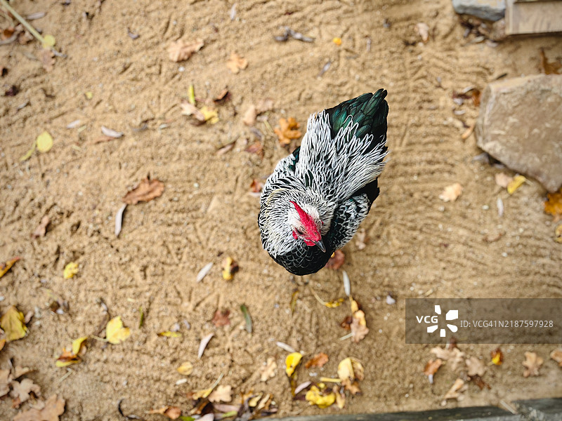 洛瓦蓝鸡品种图片素材