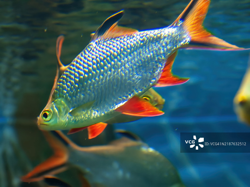 铝箔鲤图片素材