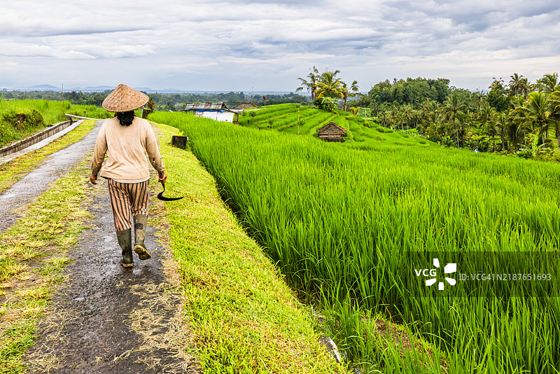 一位巴厘岛农民走过贾蒂卢威的梯田稻田。图片素材