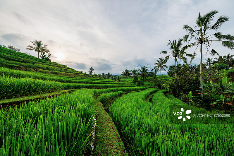 在印度尼西亚巴厘岛塔巴南区的贾蒂卢威村，联合国教科文组织世界文化遗产地，采用传统巴厘岛灌溉系统（“subak”）设计的稻田梯田。图片素材