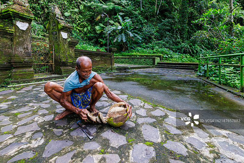 在茂密森林的背景下，一名男子在印度尼西亚巴厘岛用砍刀打开椰子。图片素材