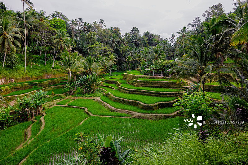 利用传统的巴厘岛“subak”灌溉系统建造的特卡拉朗梯田，已成为印度尼西亚巴厘岛吉安雅县乌布镇的一个旅游景点。图片素材