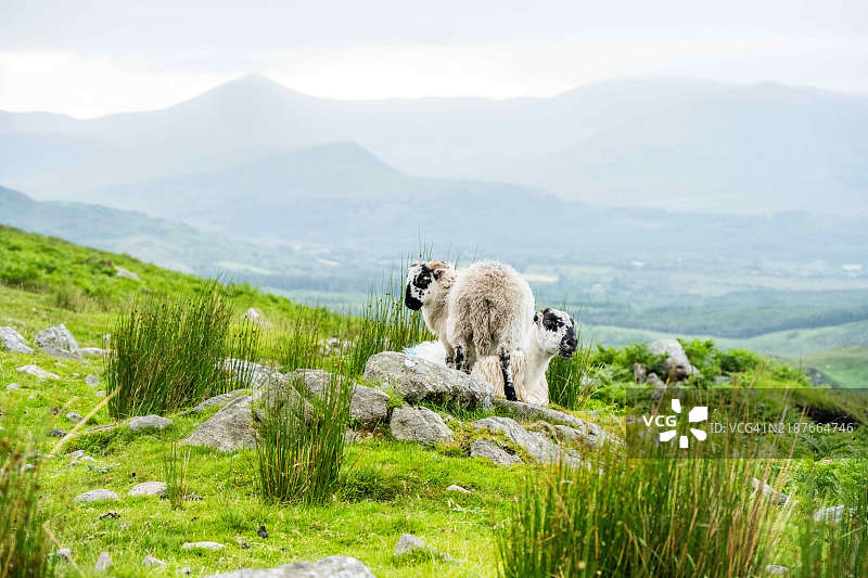 爱尔兰的羊群与壮丽的风景，云雾弥漫的天空和山脉。图片素材