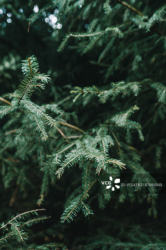 冷杉树的树枝特写图片素材