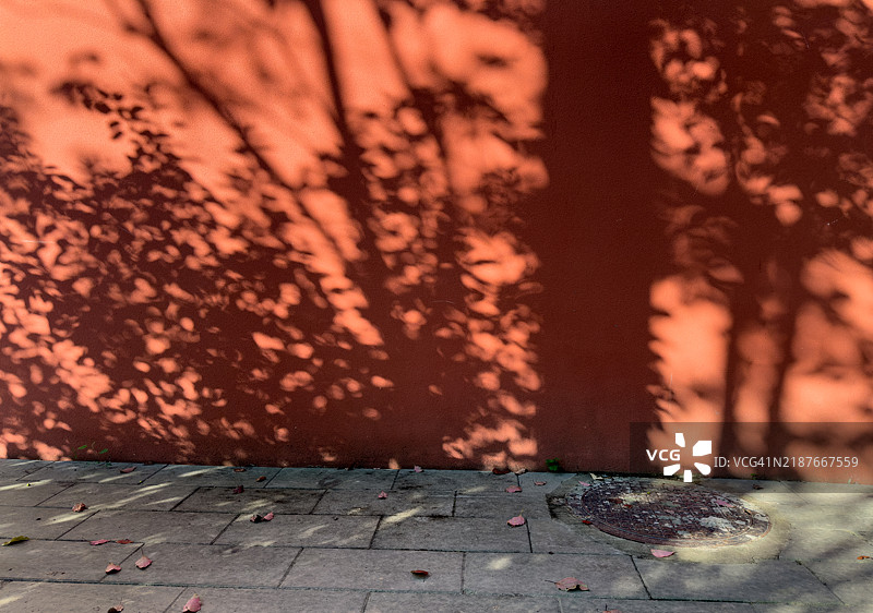 树的影子投射在路边的红墙上图片素材