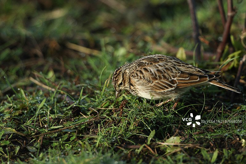 草地上觅食的云雀（Alauda arvensis）。图片素材