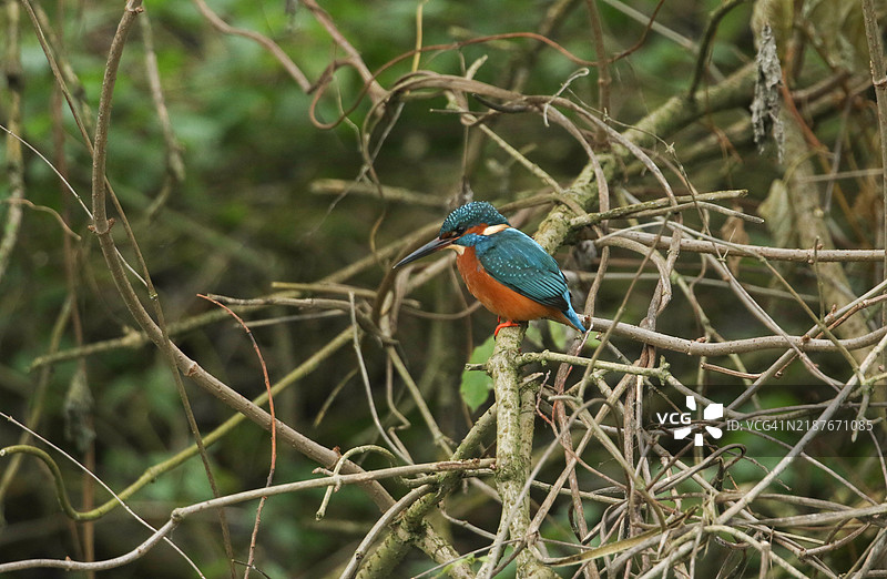 一只翠鸟（Alcedo atthis）栖息在悬垂于河流上的树枝上。图片素材
