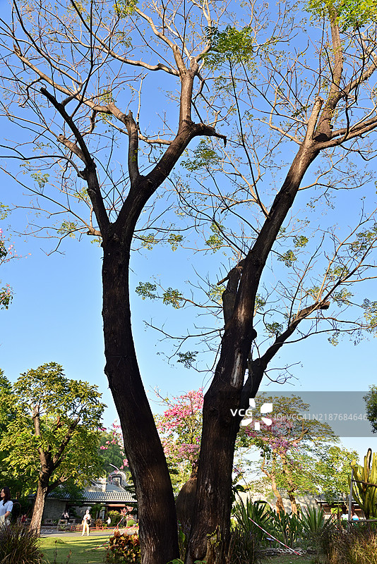 公园里的古树图片素材