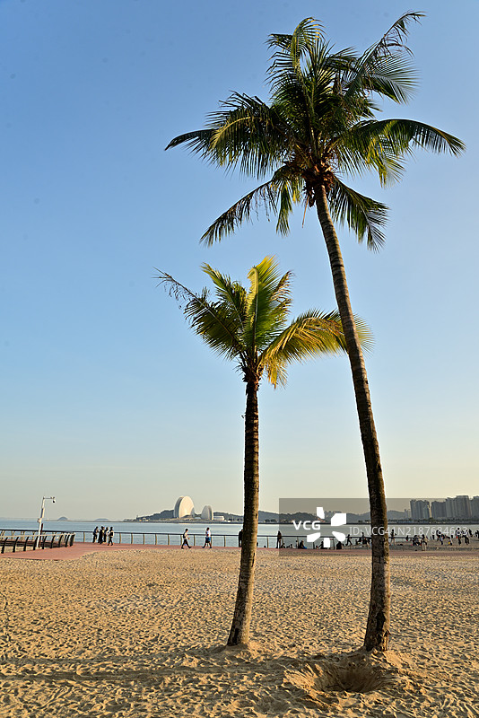 椰子树与珠海歌剧院图片素材