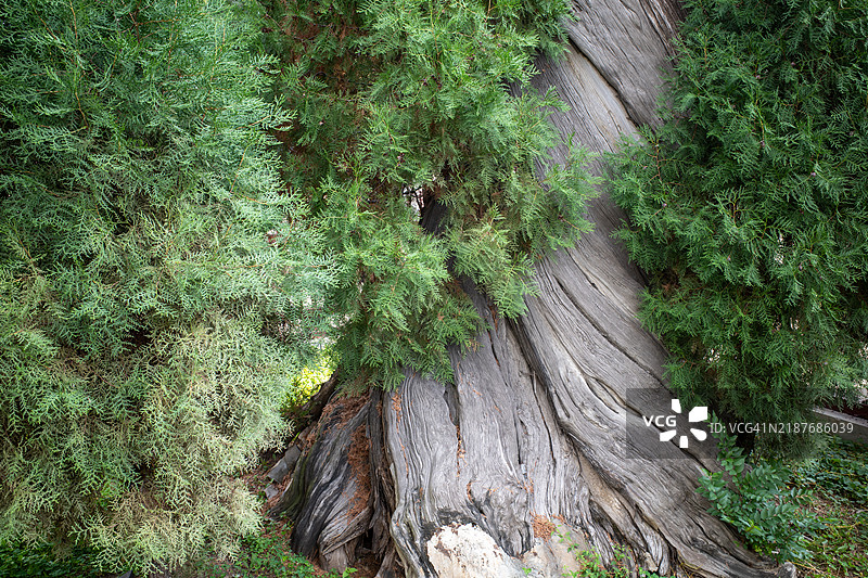千年古柏树干的粗糙纹理图片素材