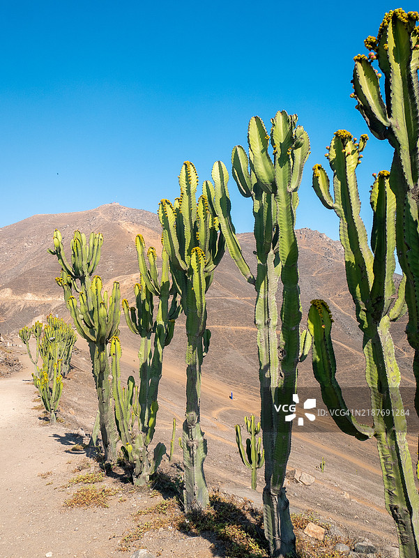 在秘鲁利马的特里温福区，蓝天背景下的红花仙人掌图片素材