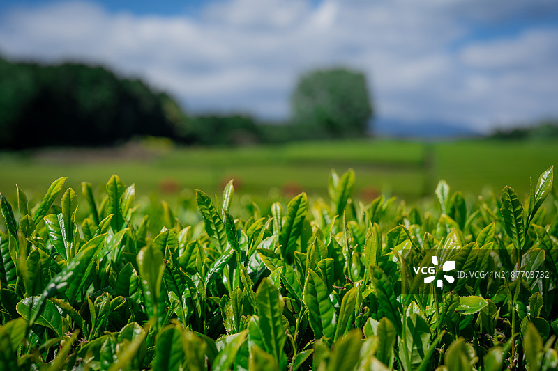 富士山附近的绿茶种植园。日本静冈县的富士山与绿茶种植园。图片素材