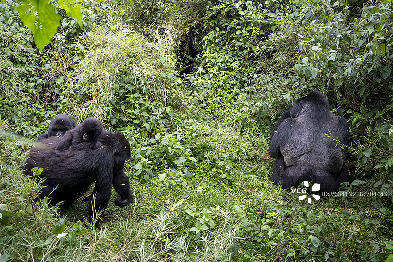 大猩猩家庭图片素材
