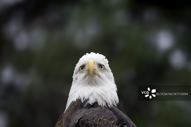 秃头鹰的特写镜头图片素材