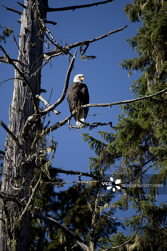 秃头鹰栖息在树枝上图片素材