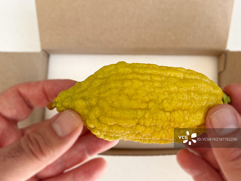 视角：一个人打开装有黄柠檬（Etrog）的盒子图片素材