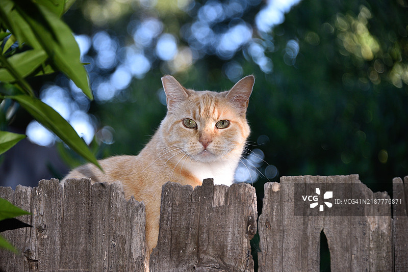 橘色虎斑猫坐在围栏上，凝视着镜头的特写镜头图片素材