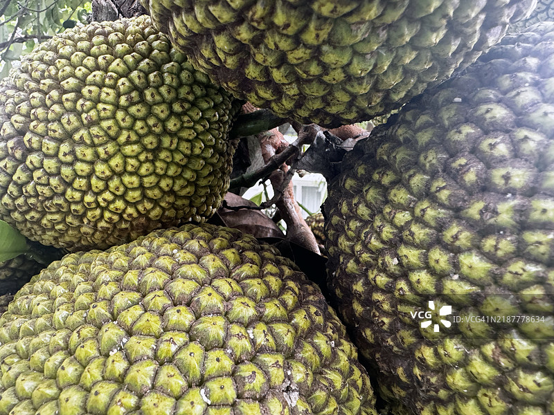 亚洲菠萝蜜即将收获图片素材