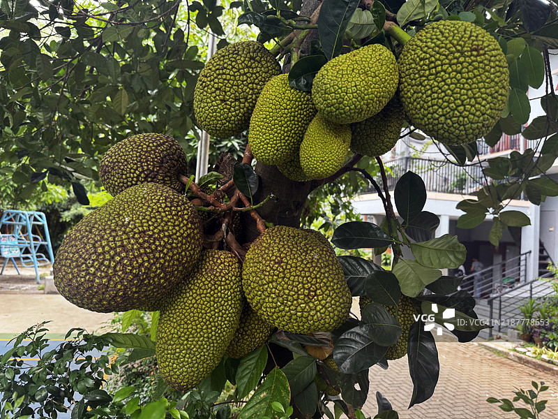 亚洲菠萝蜜准备收获图片素材