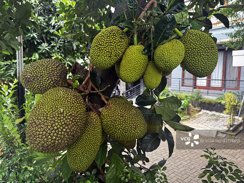 亚洲菠萝蜜即将收获图片素材