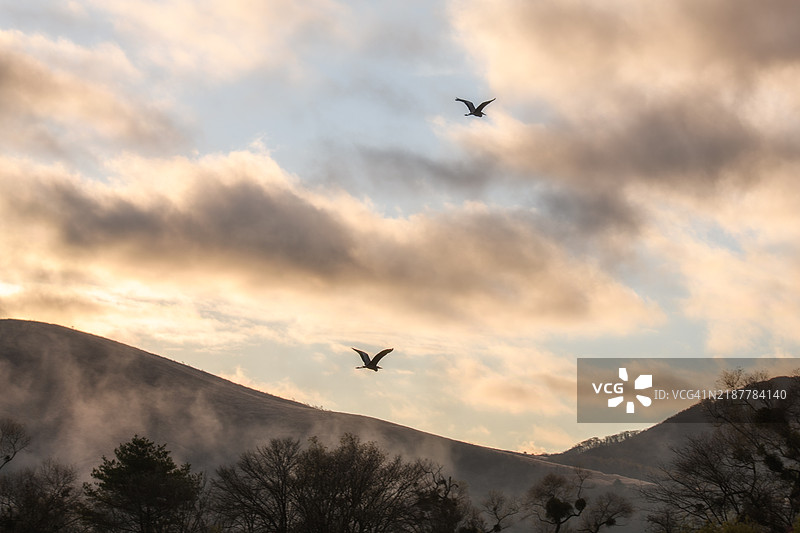 鸟儿在山脉和晨雾上空飞翔图片素材