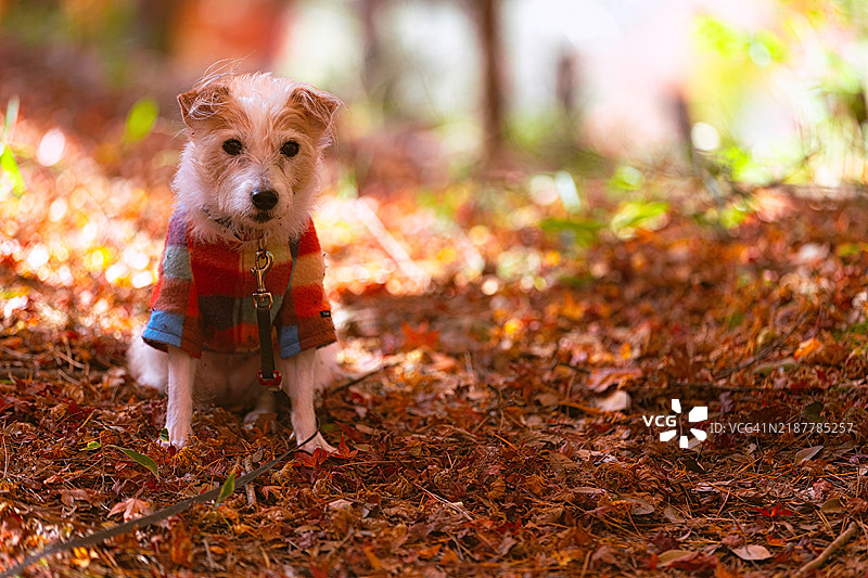 秋季森林中的遛狗图片素材