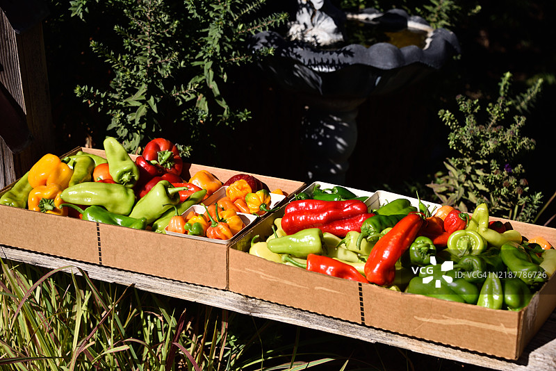 新鲜采摘的五彩椒装箱，准备上市。图片素材