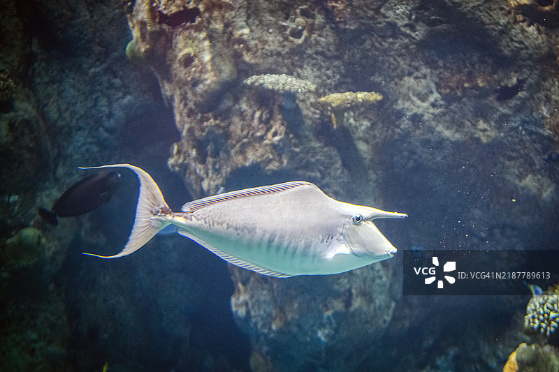 驼背独角鲨 (Naso brachycentron)图片素材