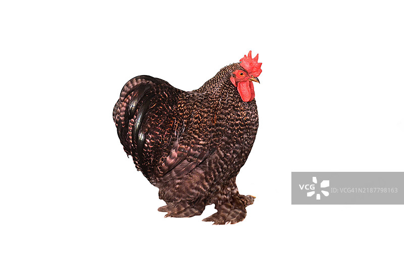 白色背景上的科钦鸡图片素材