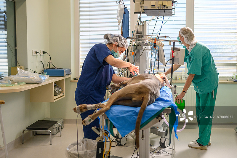 兽医专业人员在手术环境中为狗进行手术图片素材