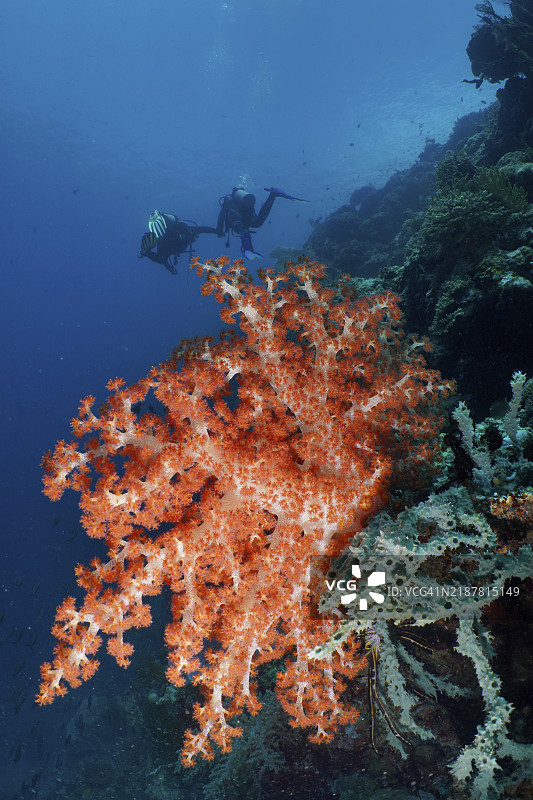 两名潜水员在印度尼西亚巴厘岛的珊瑚花园潜水点，深海中与一株明亮的橙红色克伦辛格软珊瑚（Dendronephthya klunzingeri）一起。图片素材